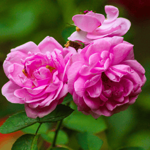 Blütenessenz I Herzensfrieden I Rose