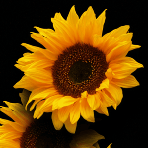 Blütenessenz I Sich selbst erkennen I Sonnenblume