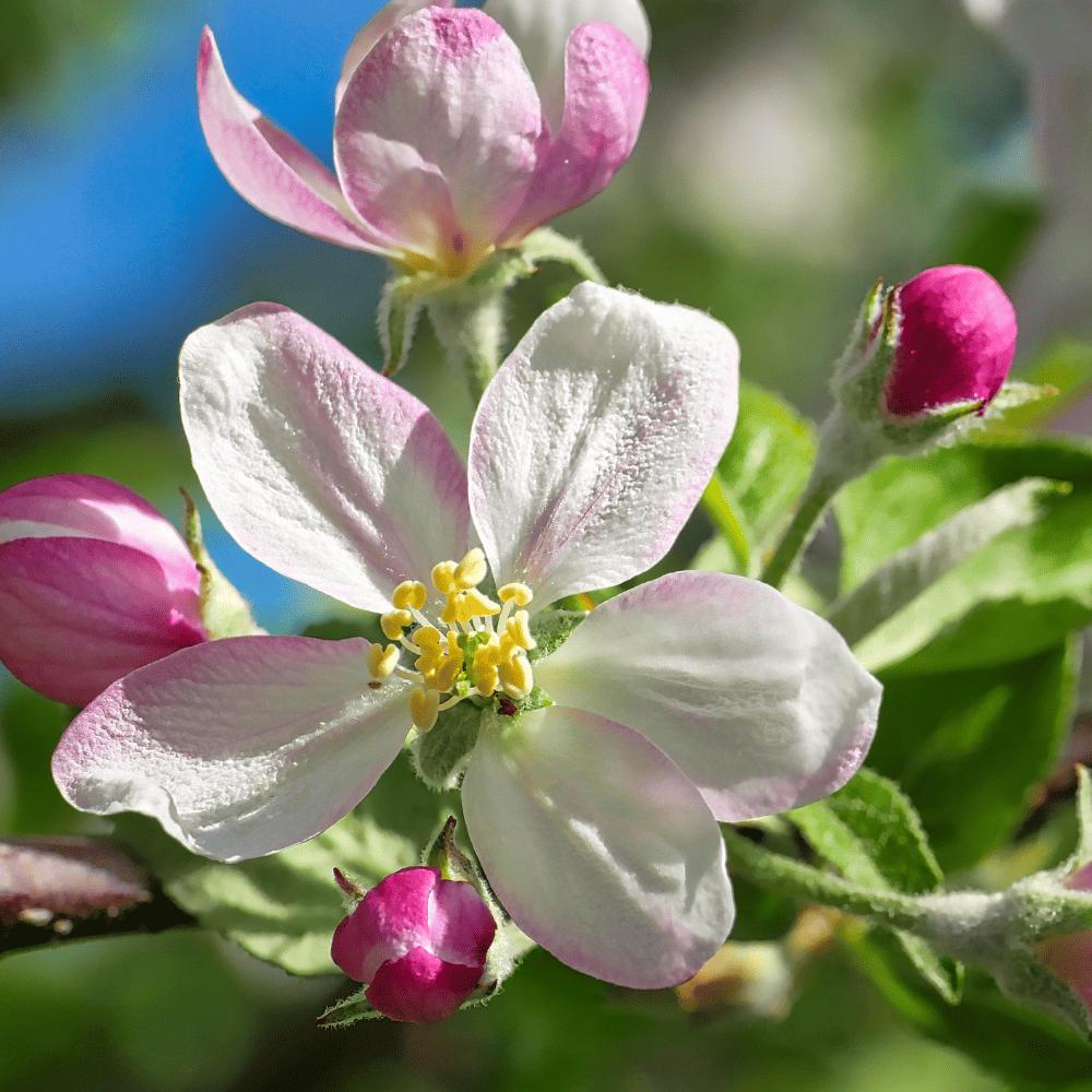 Blütenessenz I Fülle erleben I Apfel