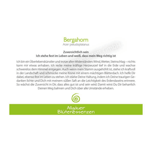Blütenessenz I Zuversichtlich sein I Bergahorn