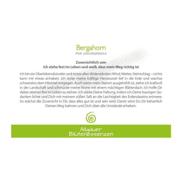 Blütenessenz I Zuversichtlich sein I Bergahorn