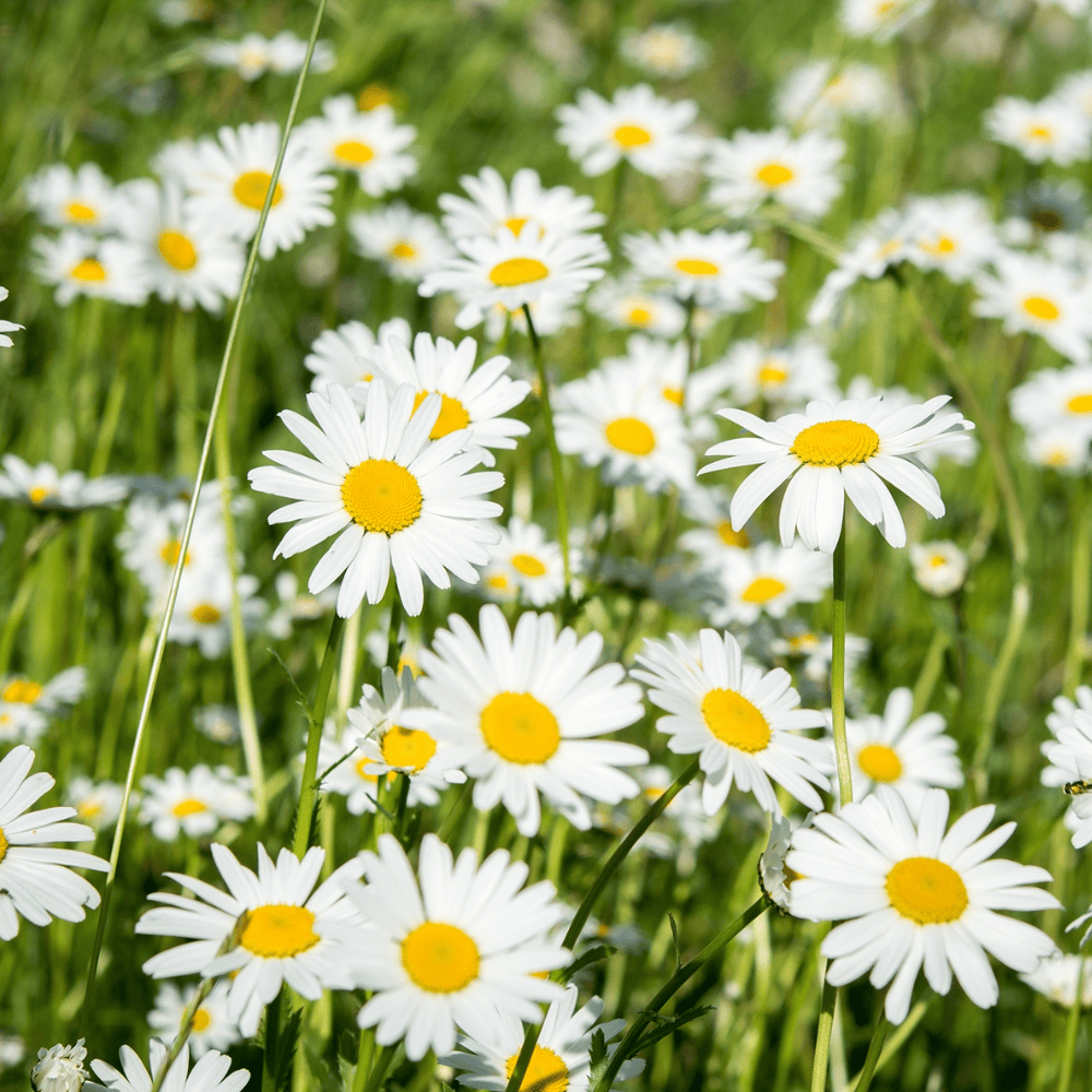 Blütenessenz I Urvertrauen bekommen I Gänseblümchen