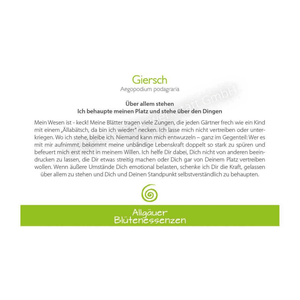 Blütenessenz I Über allem stehen I Giersch