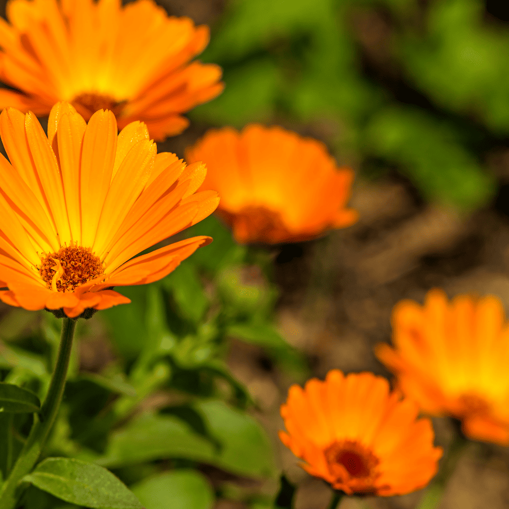 Blütenessenz I Das Leben bejahen I Ringelblume