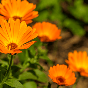 Blütenessenz I Das Leben bejahen I Ringelblume