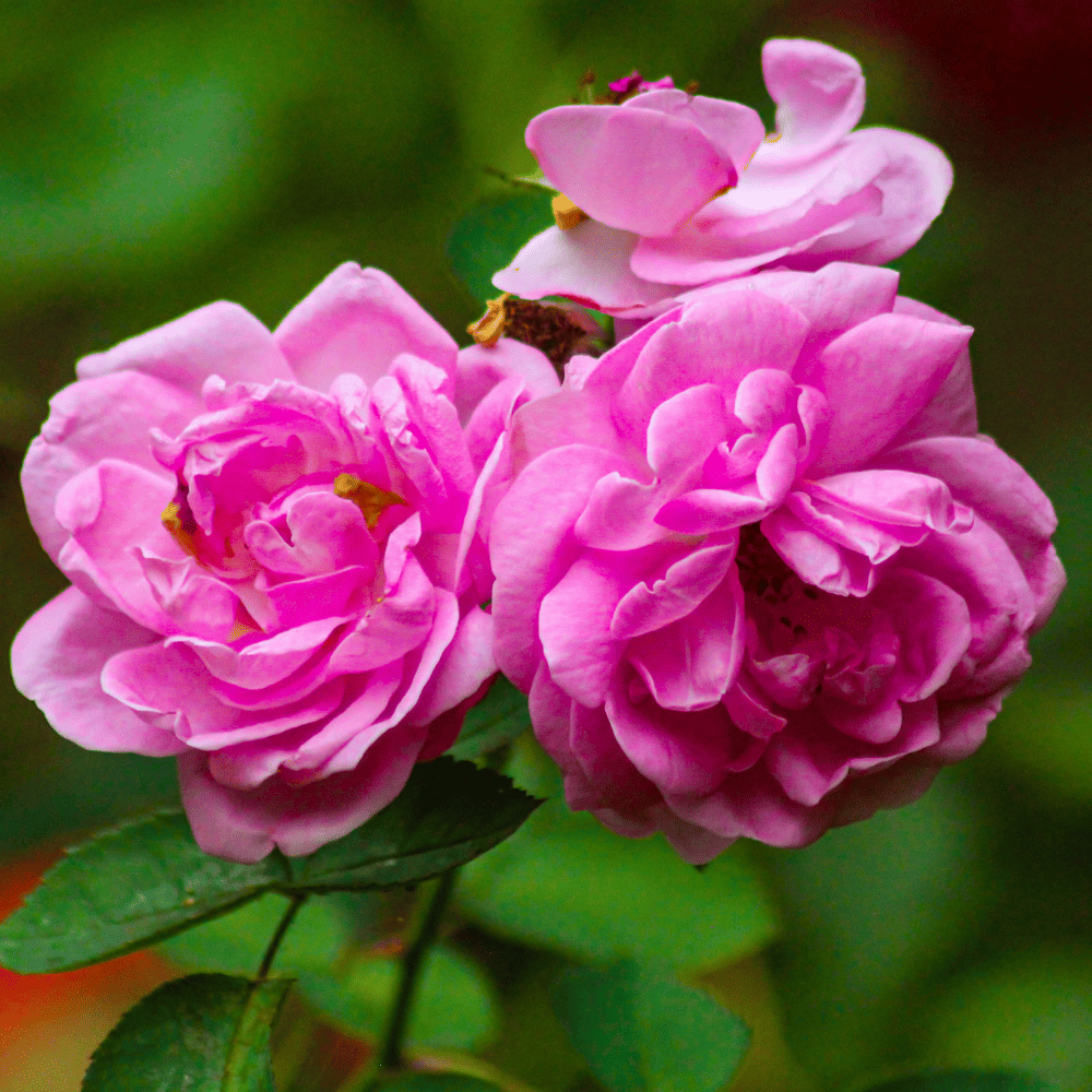 Blütenessenz I Herzensfrieden I Rose