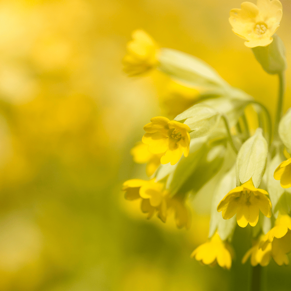 Blütenessenz I Leichtigkeit I Schlüsselblume