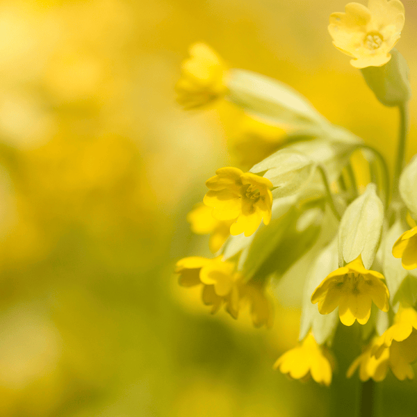 Blütenessenz I Leichtigkeit I Schlüsselblume