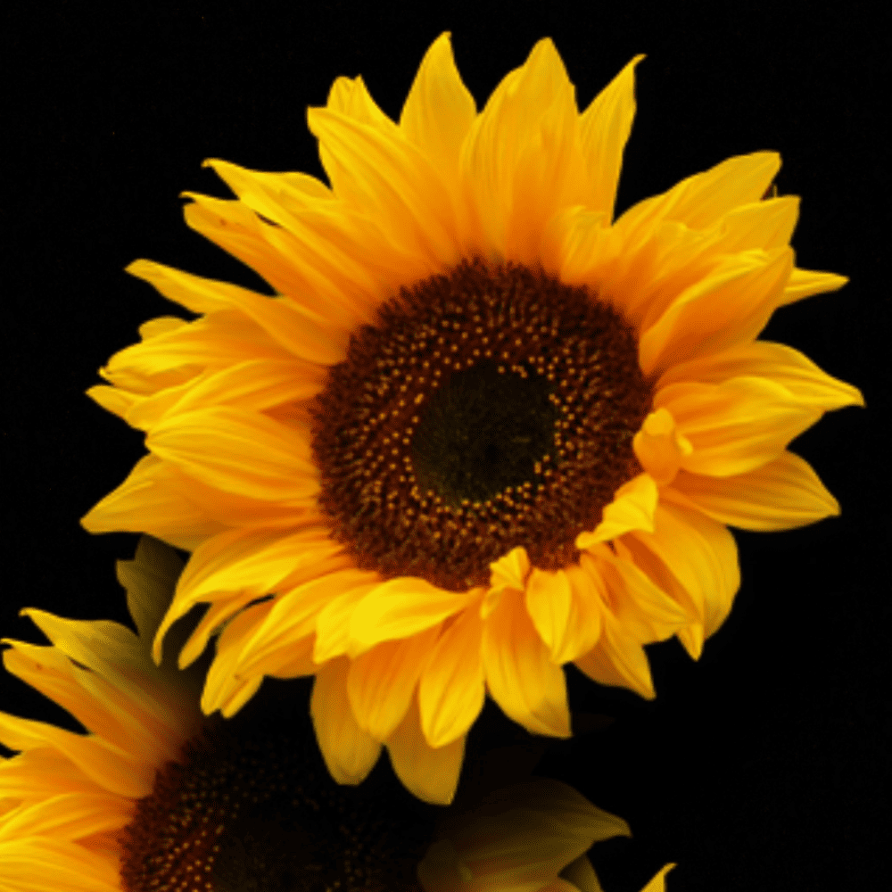 Blütenessenz I Sich selbst erkennen I Sonnenblume