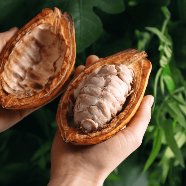 Eine Tasse ELIXIR I Zeremonieller Bio-Kakao